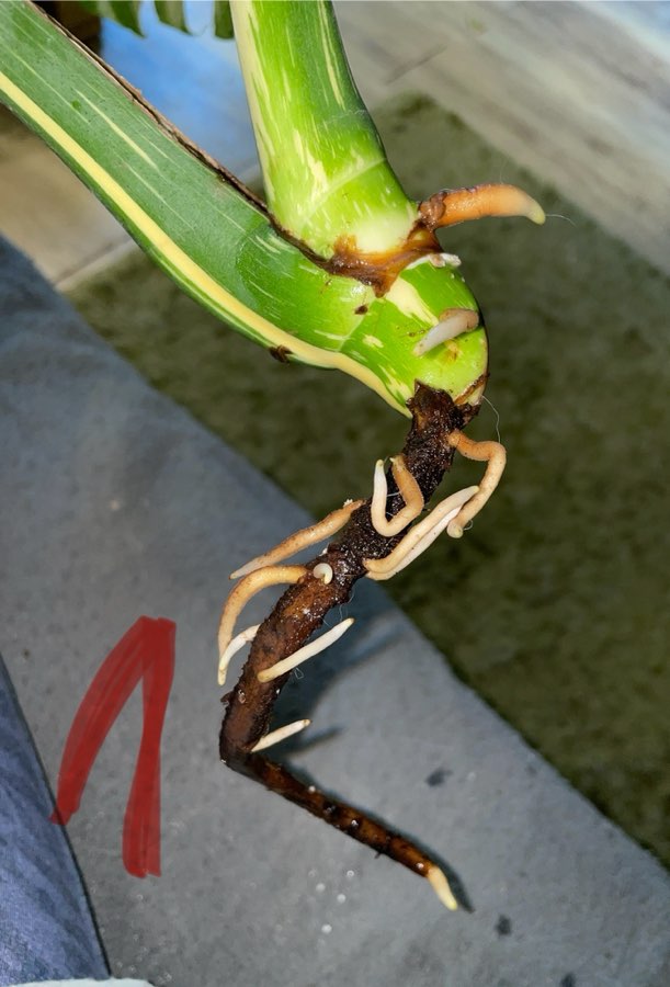 Monstera Thai Constelation typu half moon 5