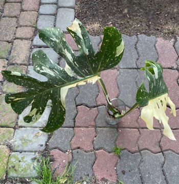 Monstera Thai Constelation typu half moon