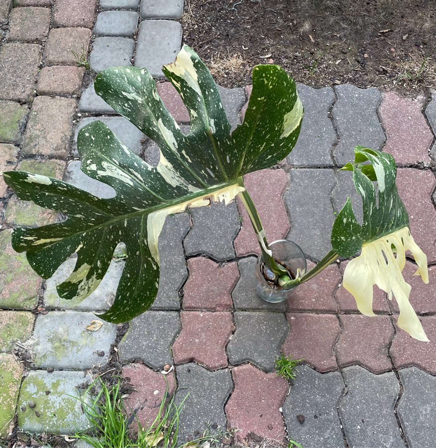 Monstera Thai Constelation typu half moon