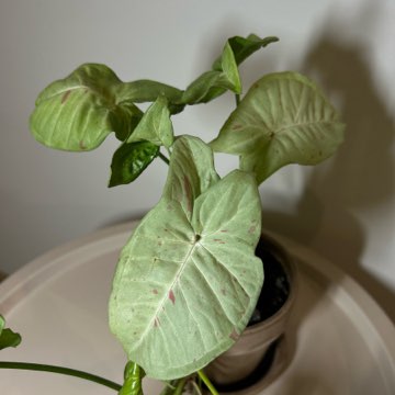 SYNGONIUM MILK CONFETTI