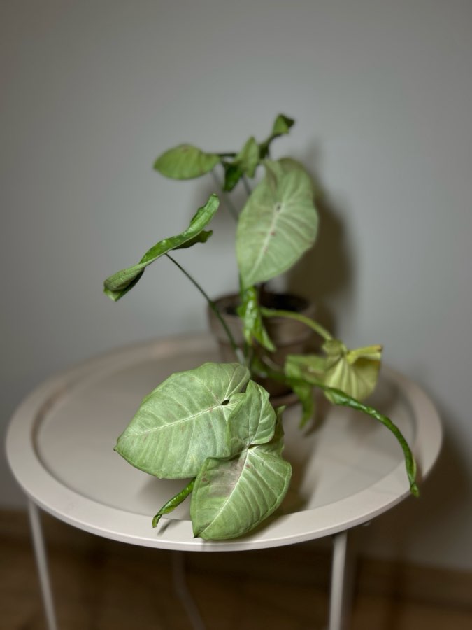 SYNGONIUM MILK CONFETTI 2