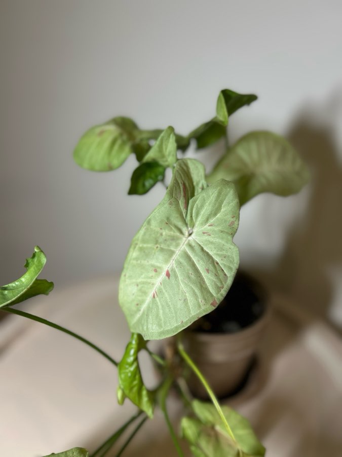 SYNGONIUM MILK CONFETTI 3