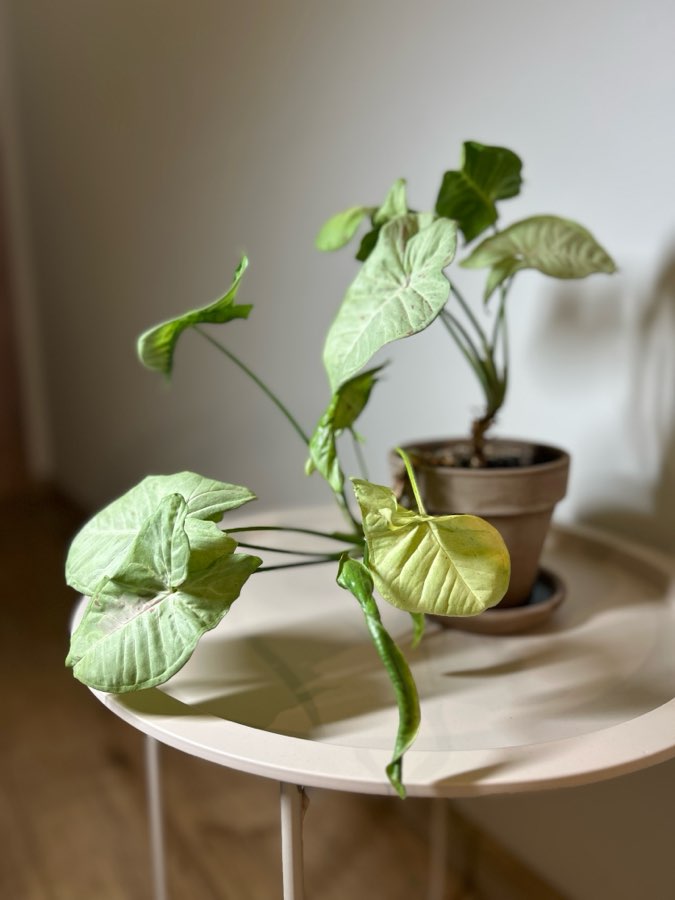 SYNGONIUM MILK CONFETTI 4