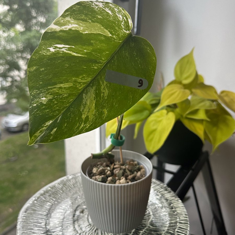 Monstera Variegata