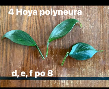 Hoya polyneura