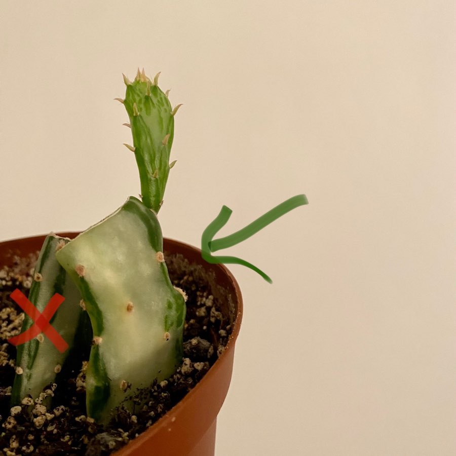 Opuncja monacantha Variegata