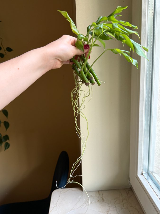 rhaphidophora tetrasperma 3