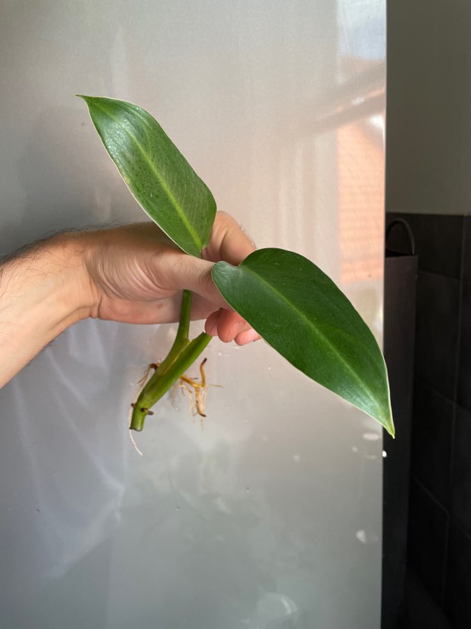 Philodendron tuxtlanum 2