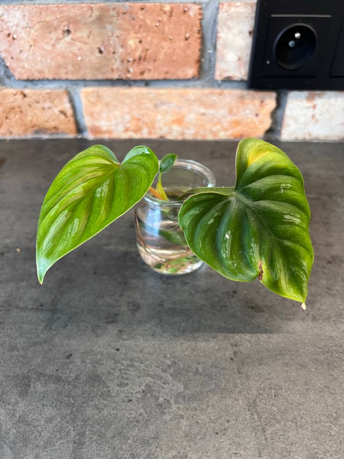 Philodendron Plowmanii 3