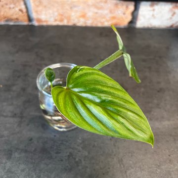 Philodendron Plowmanii