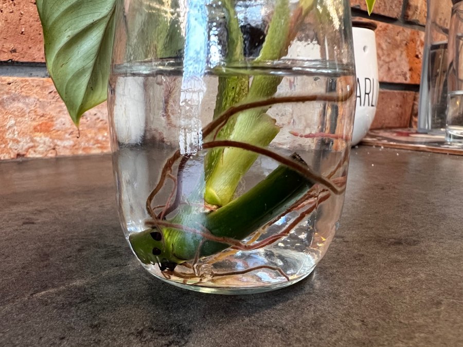 Philodendron Plowmanii 2