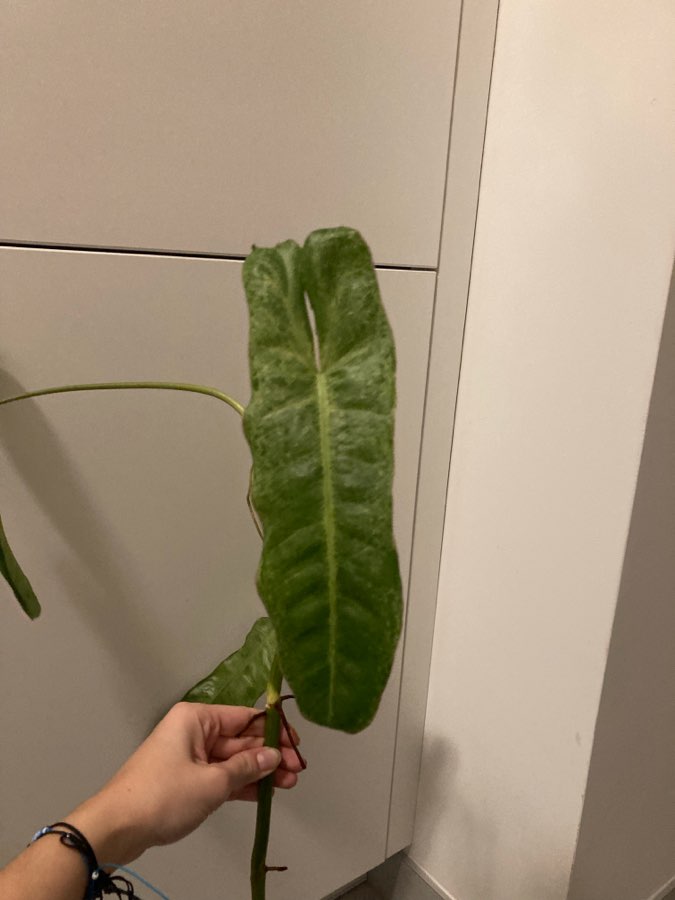 Philodendron paraiso verde 3
