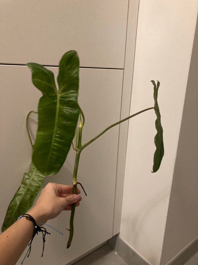 Philodendron paraiso verde 2