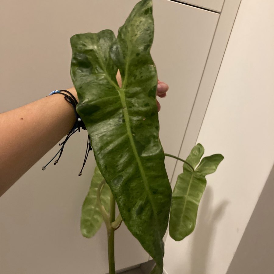 Philodendron paraiso verde