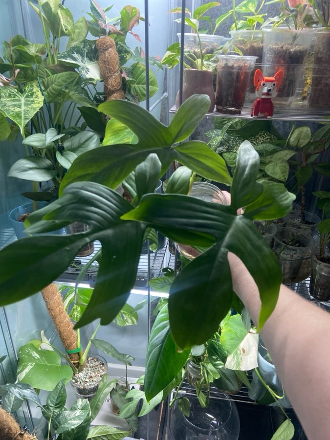 Philodendron Florida Ghost 2