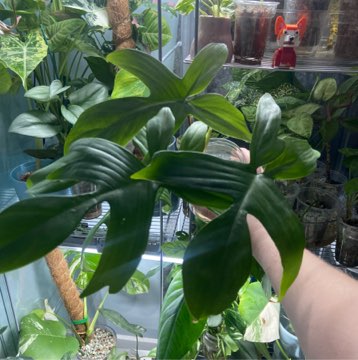 Philodendron Florida Ghost