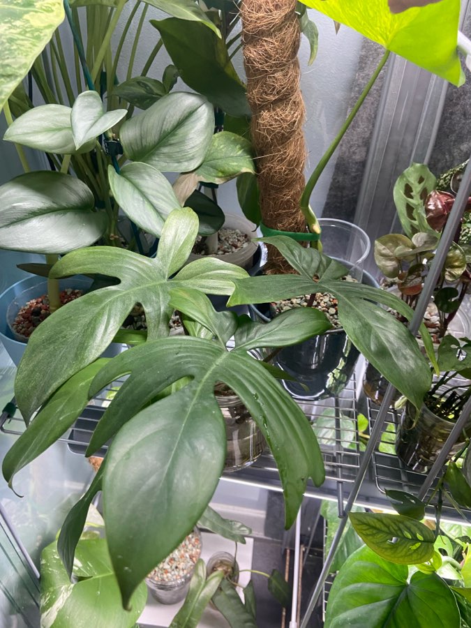 Philodendron Florida Ghost 4