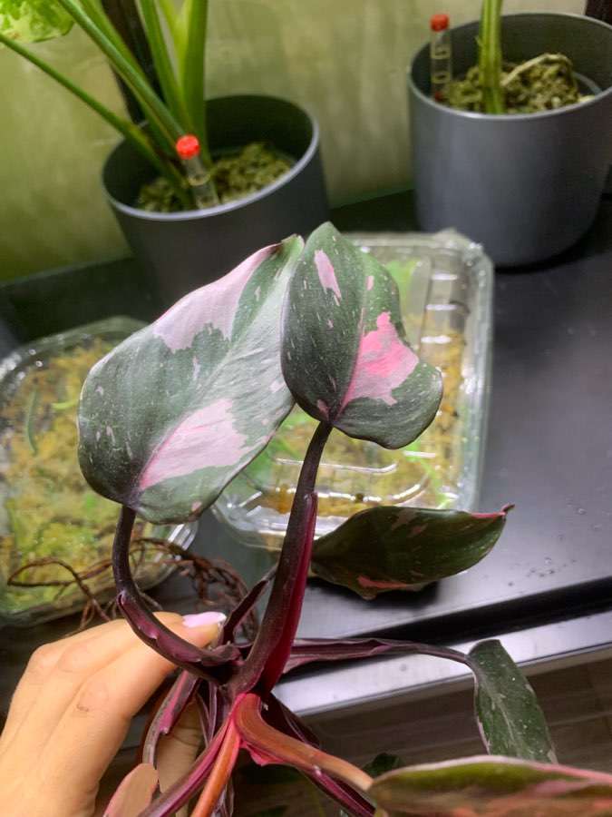 Philodendron Pink Princess 2