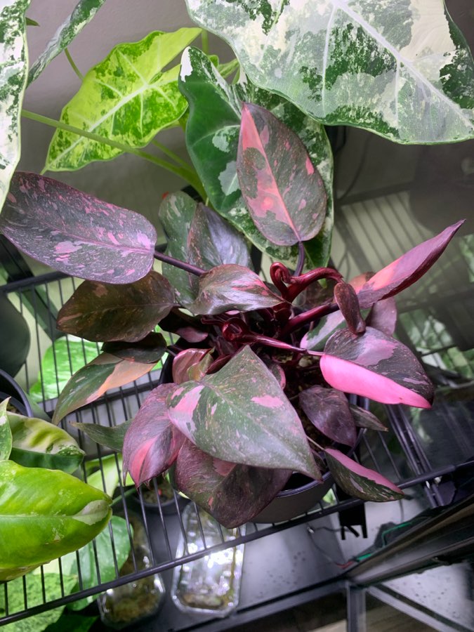 Philodendron Pink Princess 4