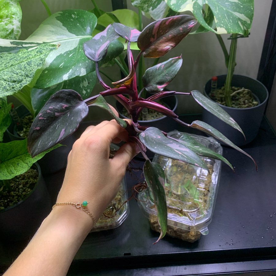 Philodendron Pink Princess