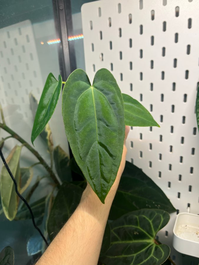 Anthurium indo portillea x papillilaminum elongated 3