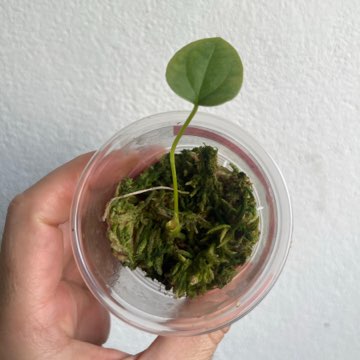 Anthurium indo portillea x papillilaminum elongated