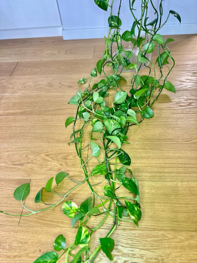 Epipremnum Aureum 3