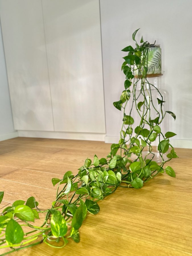 Epipremnum Aureum 2