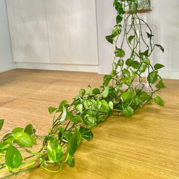 Epipremnum Aureum