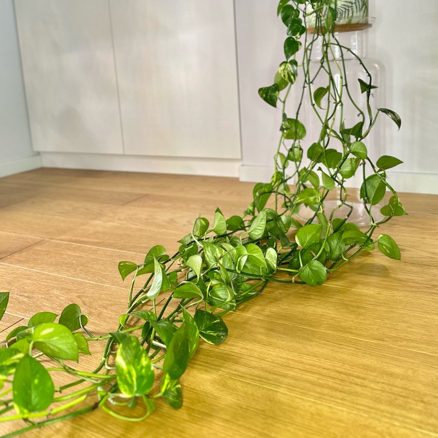 Epipremnum Aureum
