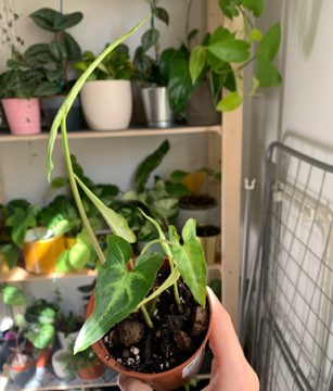 Syngonium trileaf wonder arrow