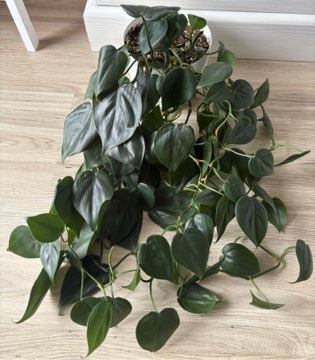 Filodendron  scandens