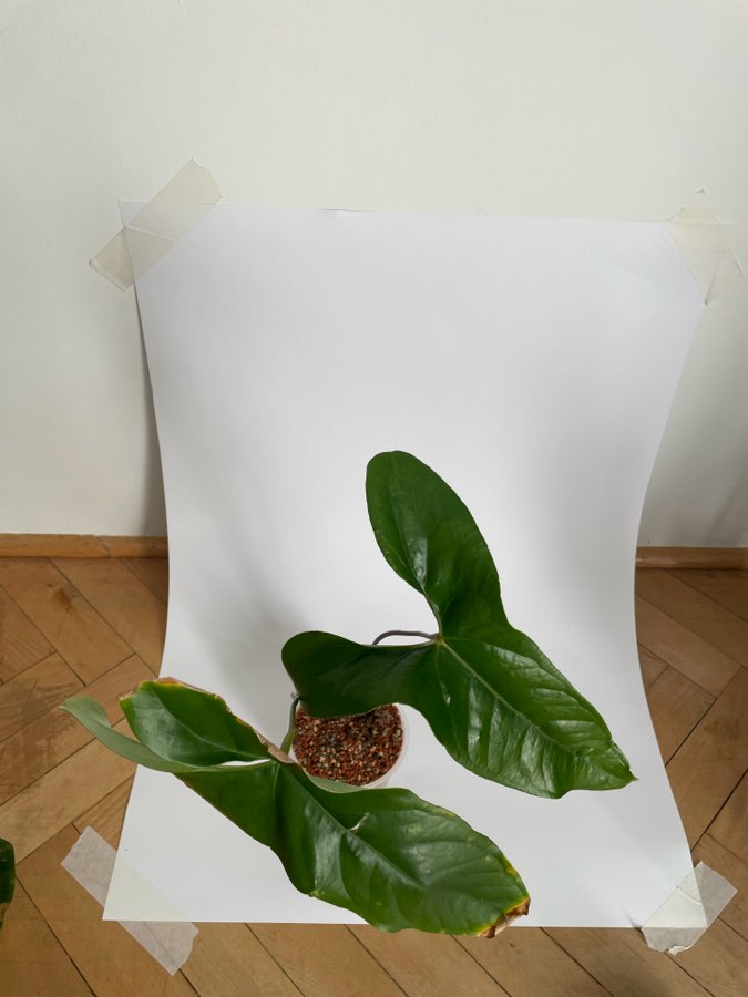 Anthurium Nigrolaminum Gigi 3