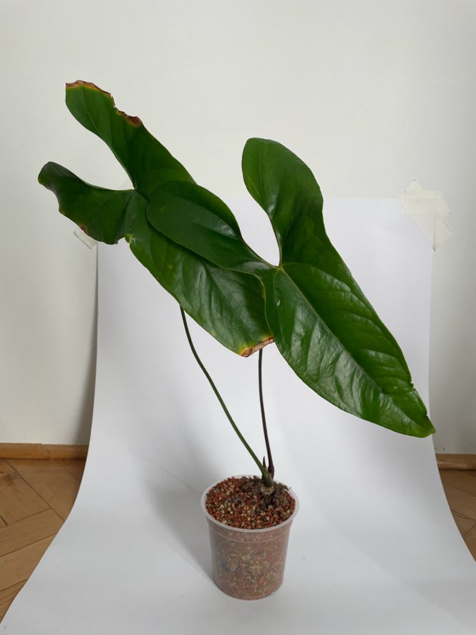 Anthurium Nigrolaminum Gigi 2