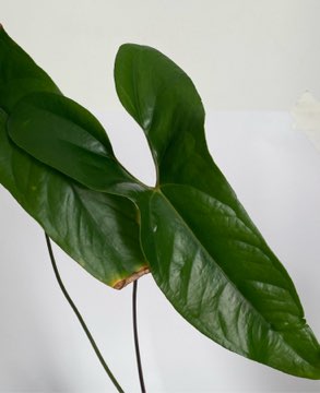 Anthurium Nigrolaminum Gigi