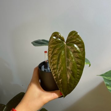 Nigrolaminum GIGi x Luxurians