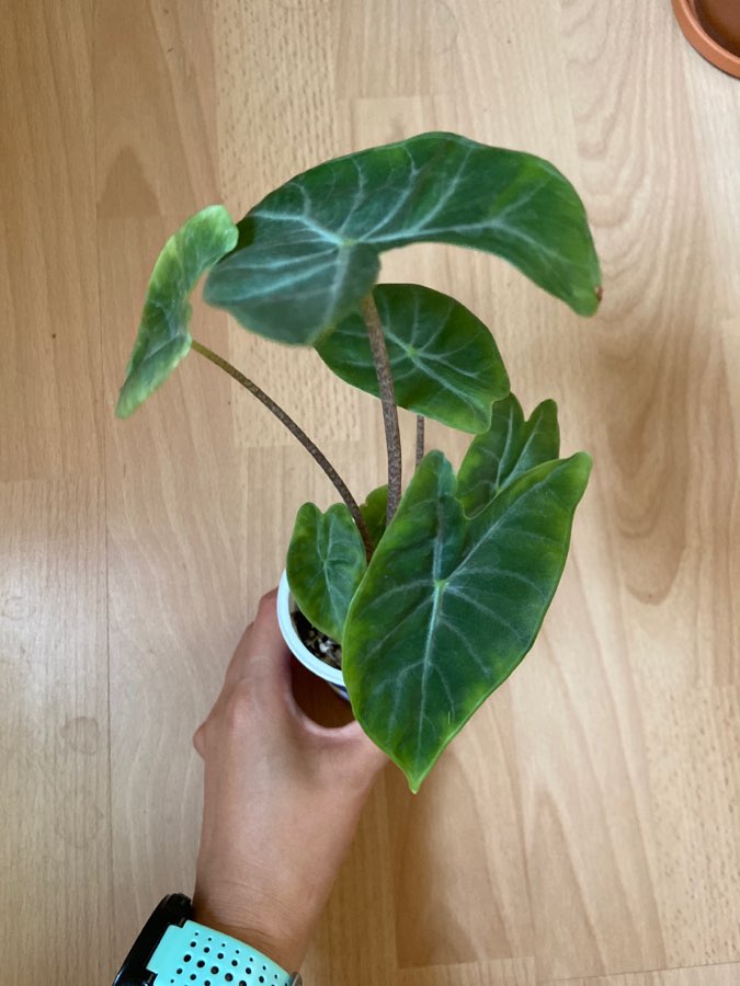 Alocasia ‘ Ivory Coast ‘ 2