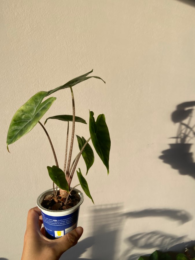 Alocasia ‘ Ivory Coast ‘ 3