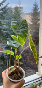 Alocasia ‘ Ivory Coast ‘