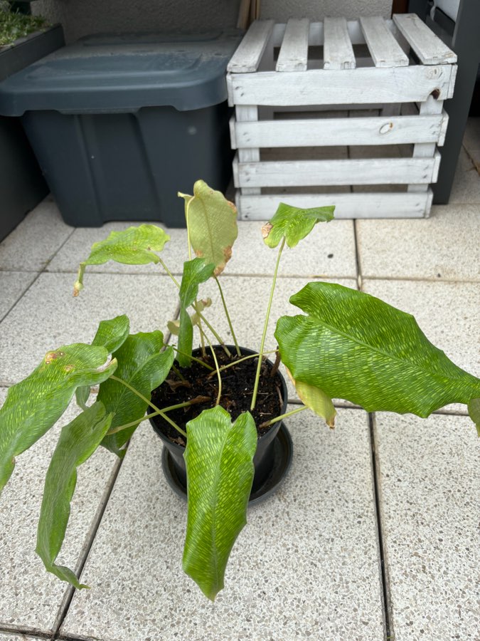 calathea mozaica 2