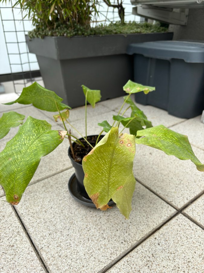 calathea mozaica 3
