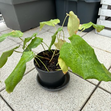 calathea mozaica