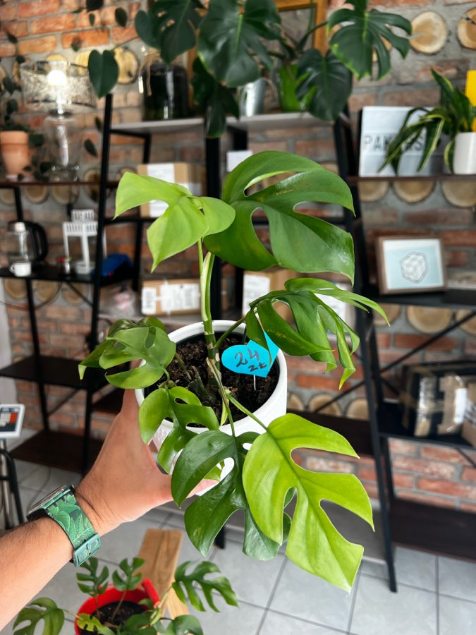 Monstera Minima 🌱 2