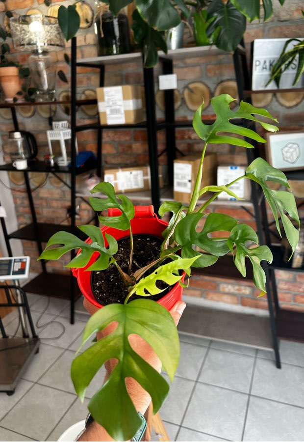 Monstera Minima 🌱