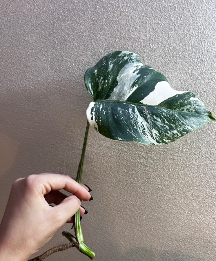 Monstera Variegata 2