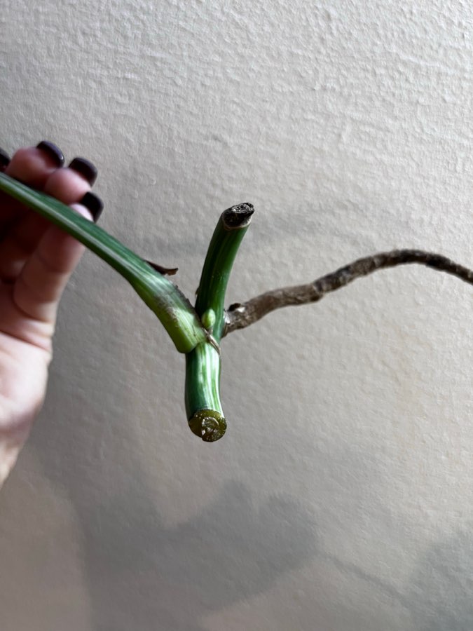 Monstera Variegata 4