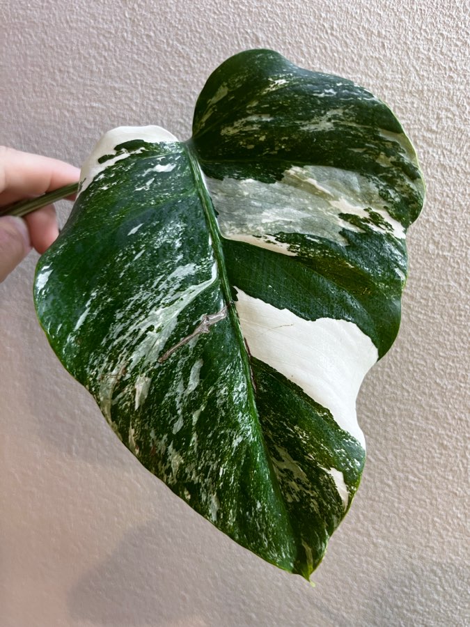 Monstera Variegata 3
