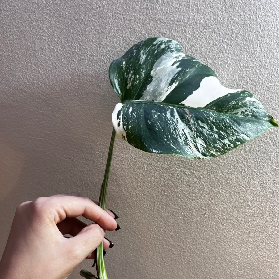 Monstera Variegata