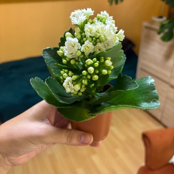 Kalanchoe Blossfelda (żyworódka)