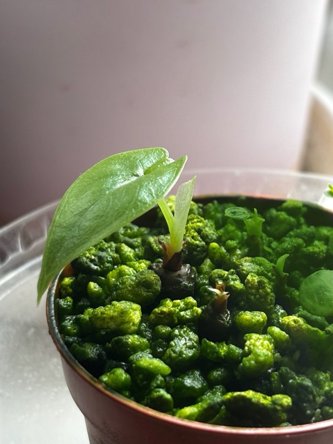 Bulwki Alocasia Melo 5